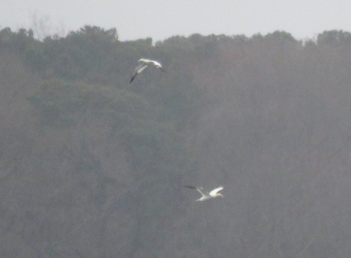 Northern Gannet - ML25950831