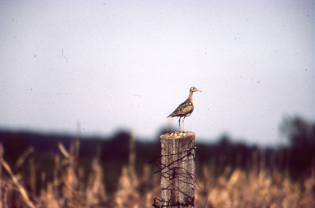 Upland Sandpiper - ML25950881