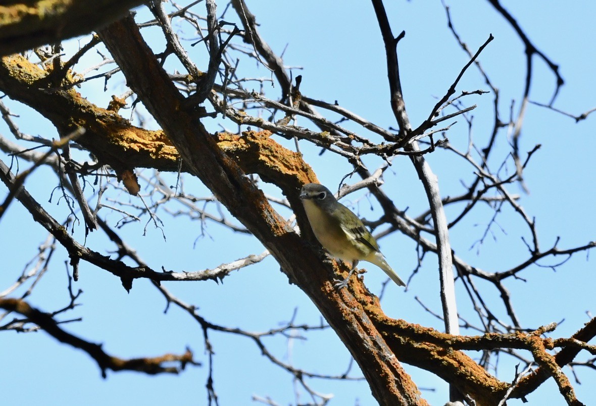 Cassin's Vireo - Norman Eshoo