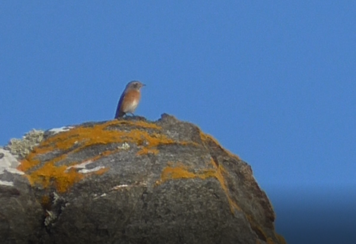 Buztangorri argia - ML259510141