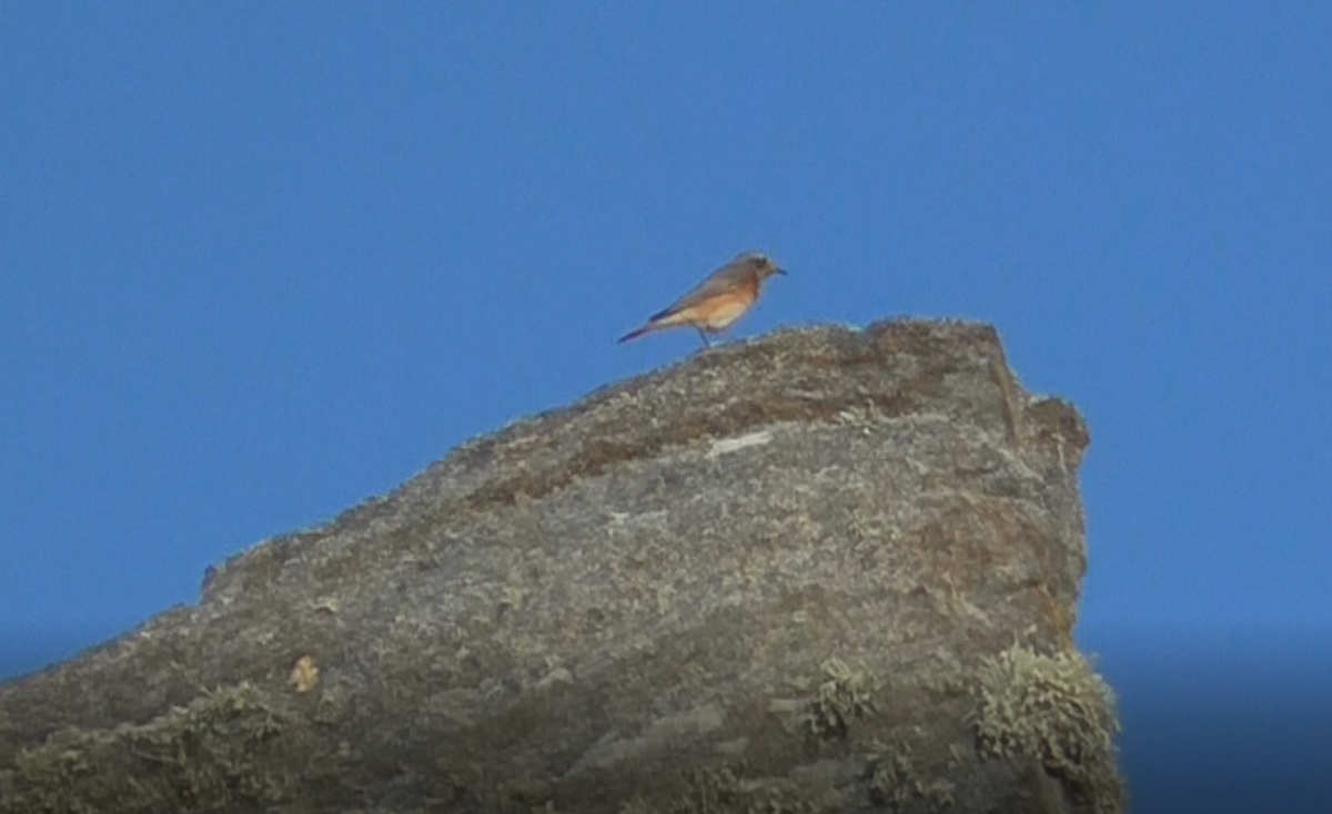 Buztangorri argia - ML259510491