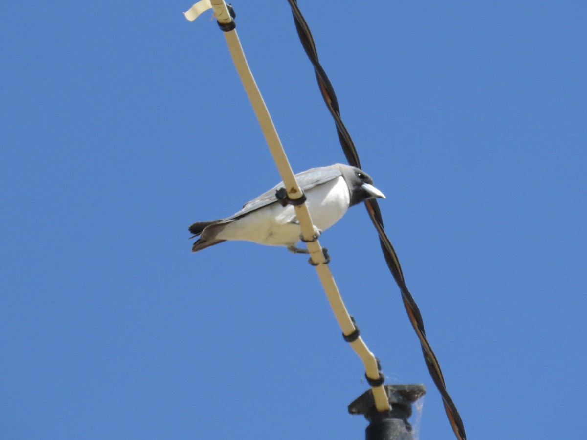 White-breasted Woodswallow - ML259510521