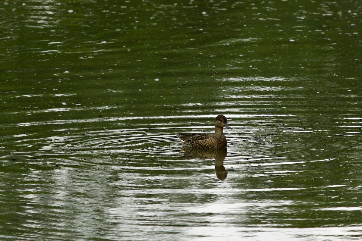 Green-winged Teal - ML259513311