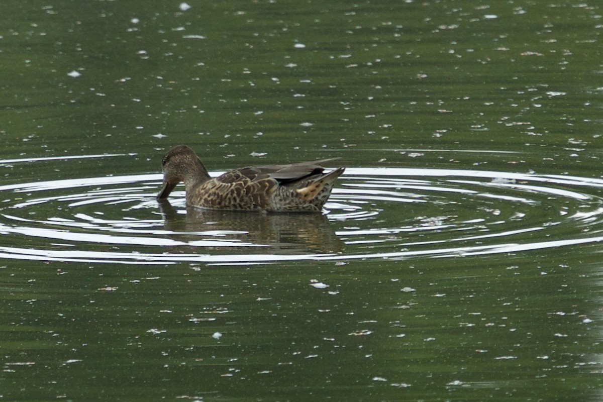 Green-winged Teal - ML259513341