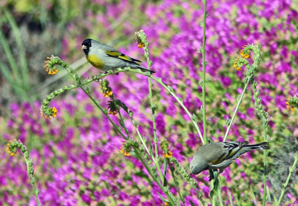 Lawrence's Goldfinch - ML25951491