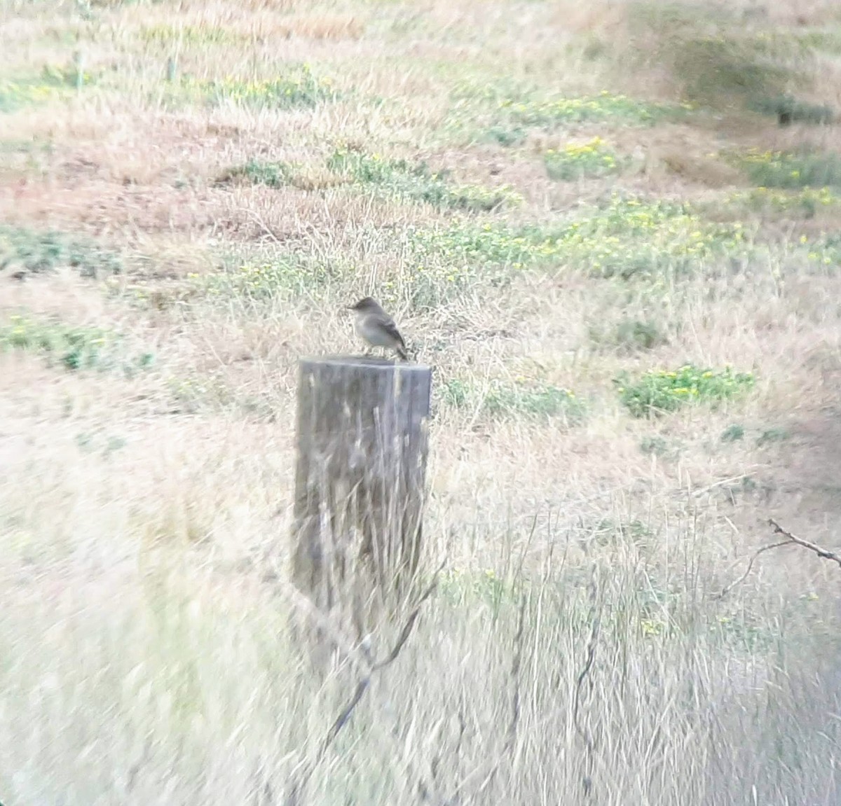 Eastern Phoebe - ML259515221