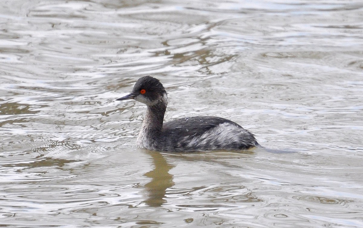 Eared Grebe - ML25951591