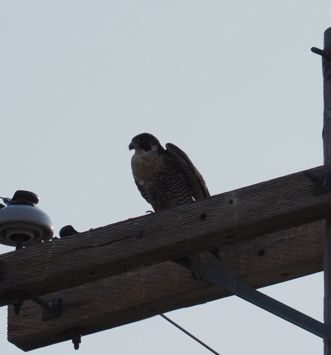 Peregrine Falcon - Cathy Nowak