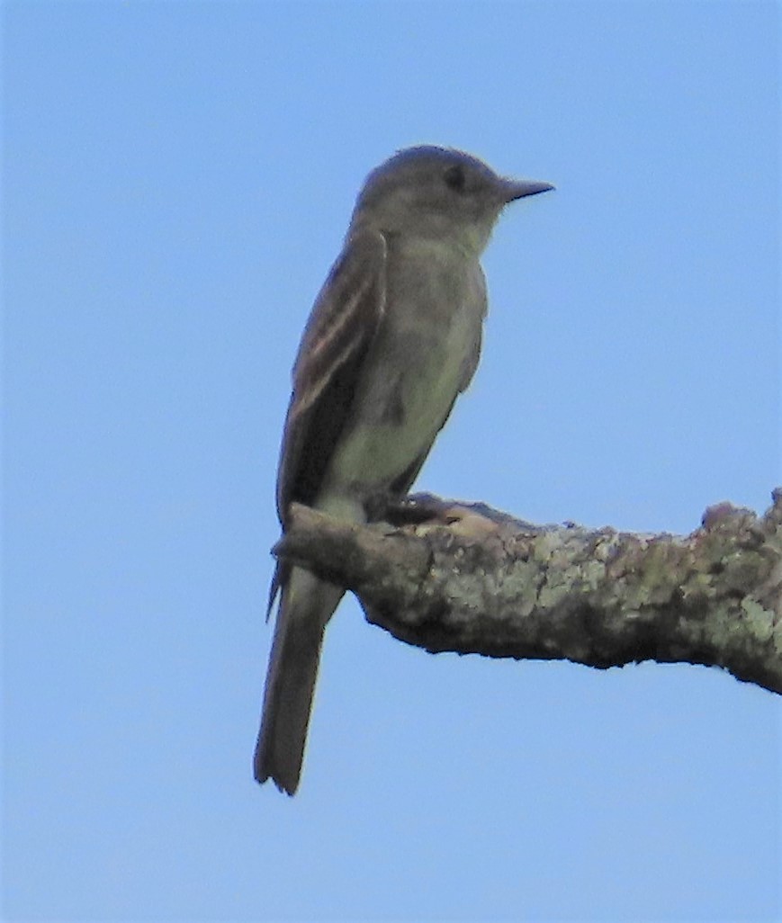 Eastern Wood-Pewee - ML259517551