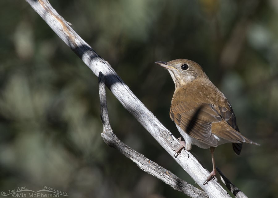 Veery - ML259520301