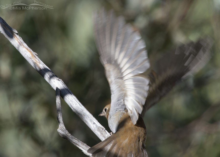 Veery - ML259520311