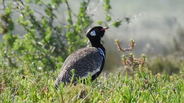 Black Bustard - ML259520621