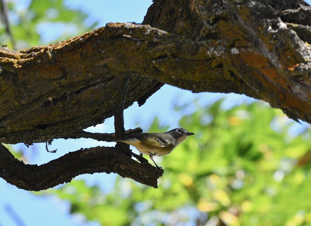 Cassin's Vireo - ML259520631