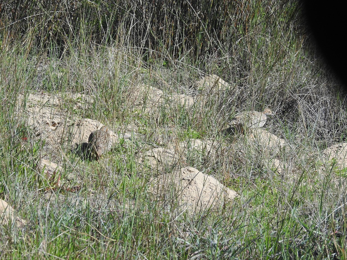 Gray-winged Francolin - ML259522971