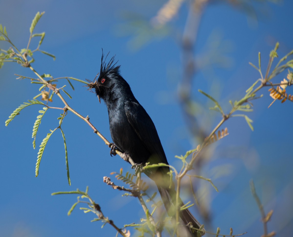 Capulinero Negro - ML25952301