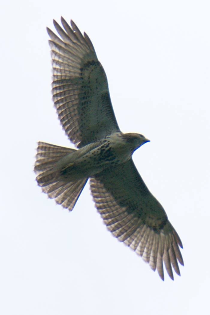 Red-tailed Hawk - ML259524131