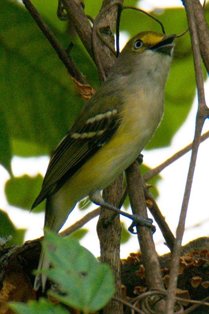 Ak Gözlü Vireo - ML259524231