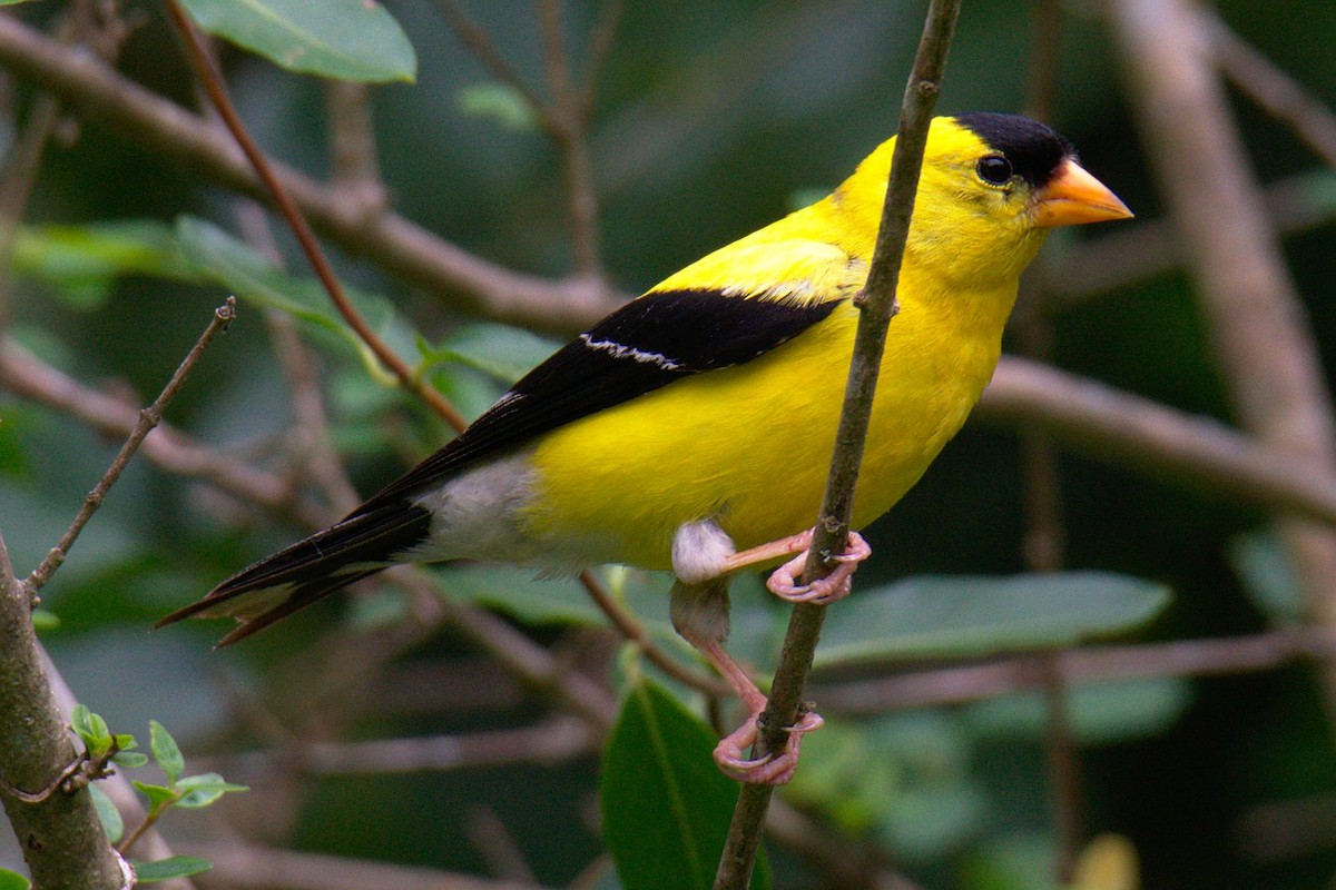 American Goldfinch - ML259524291