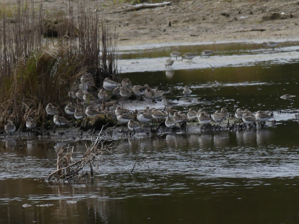 Western Sandpiper - ML259526461