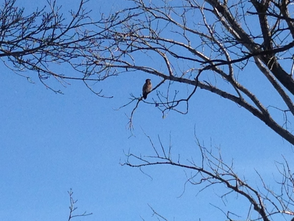 Red-tailed Hawk - ML25952661