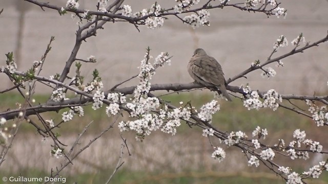 Picui Ground Dove - ML259526821