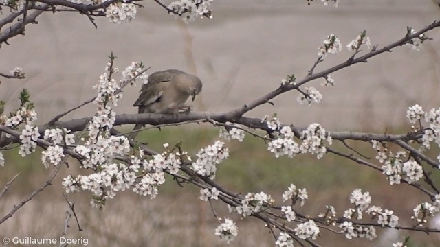 Picui Ground Dove - ML259526831