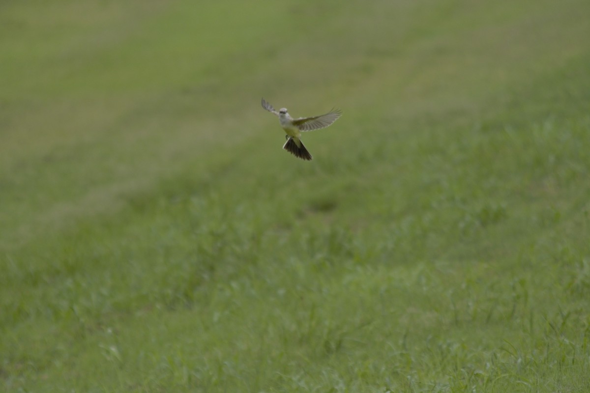 Western Kingbird - ML259526861