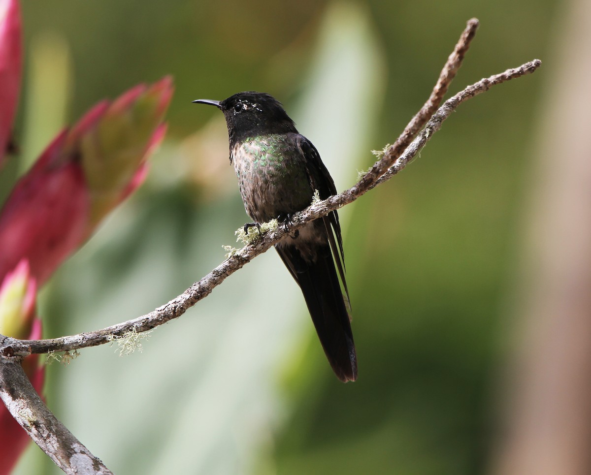 Black-backed Thornbill - ML25952871