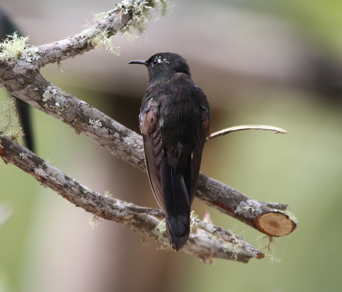 Black-backed Thornbill - ML25952891