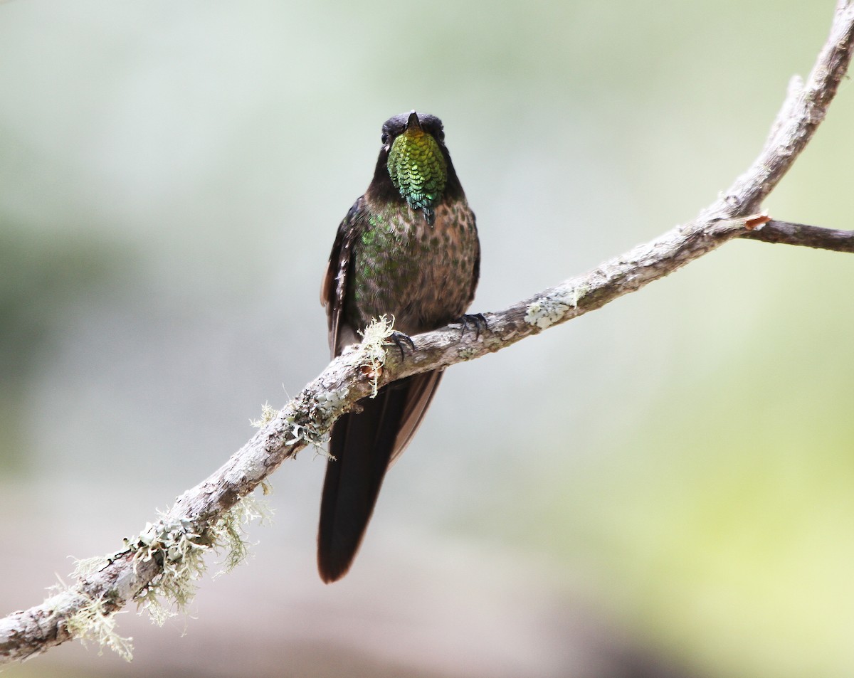 Black-backed Thornbill - ML25952921