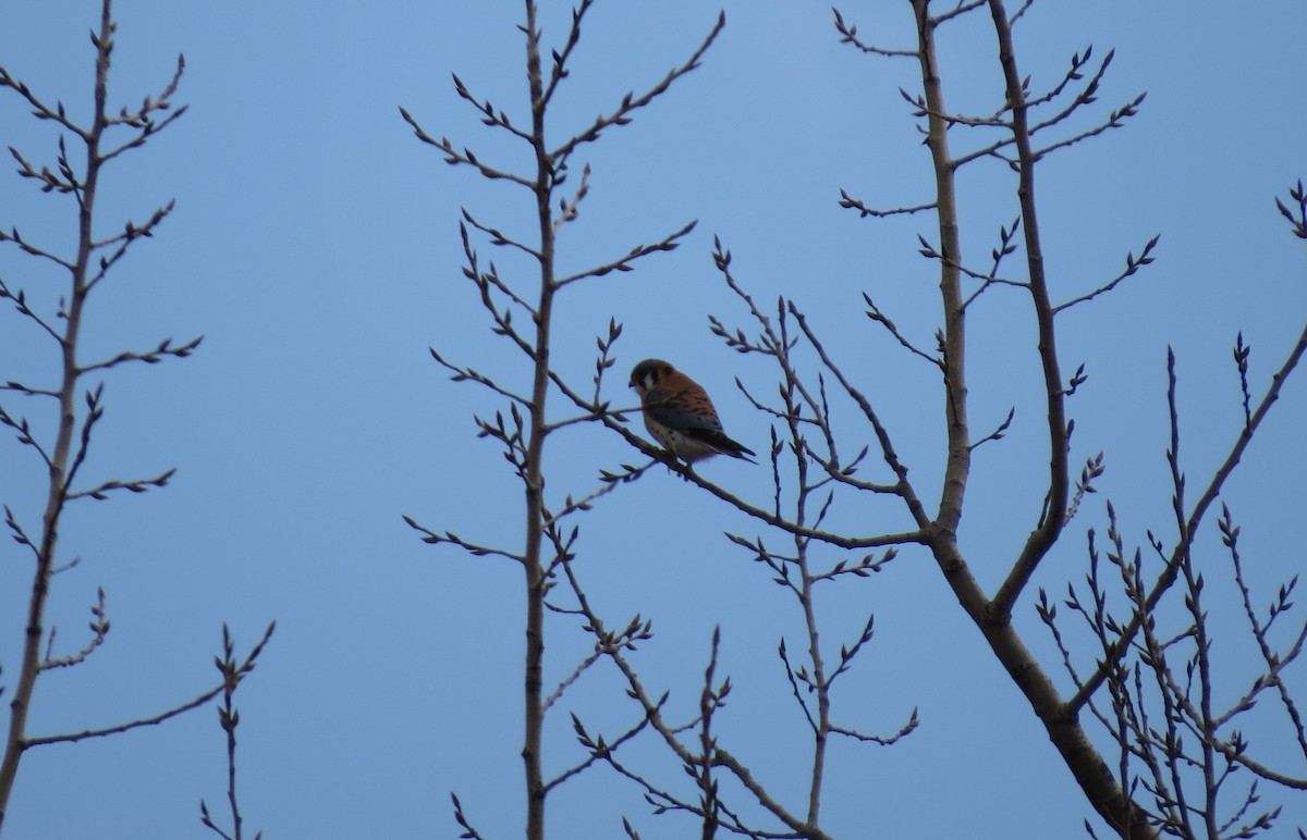 American Kestrel - ML25952931