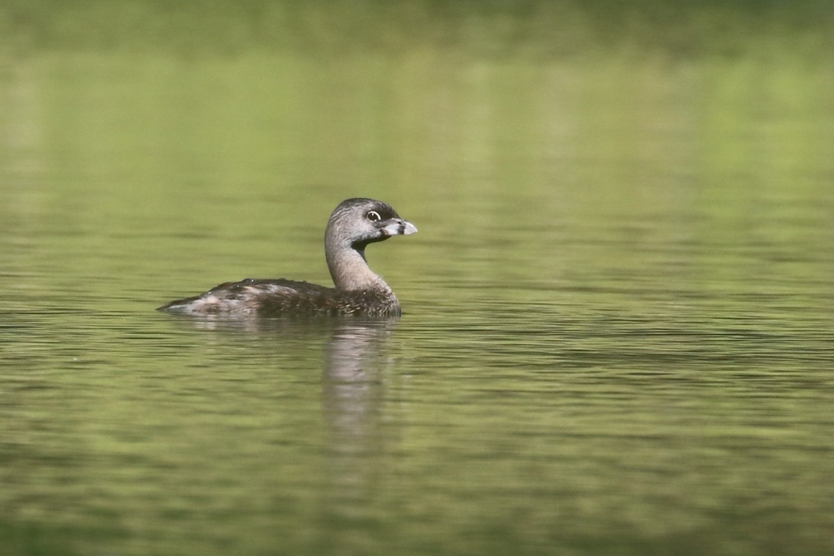 Pied-billed Grebe - António Gonçalves