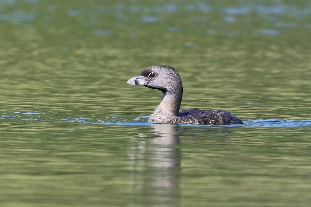 Pied-billed Grebe - António Gonçalves