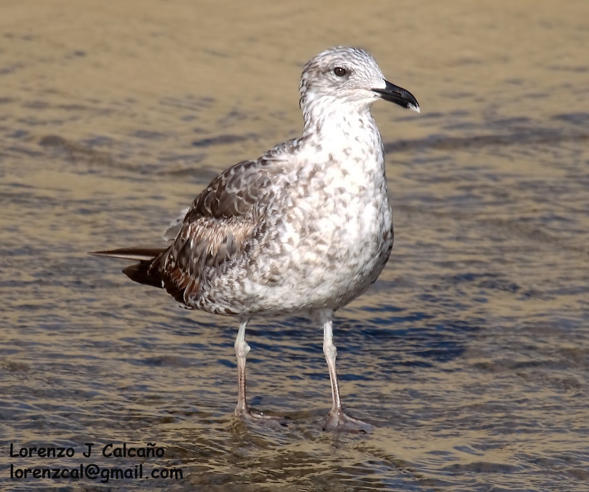 Lesser Black-backed Gull - ML259529851