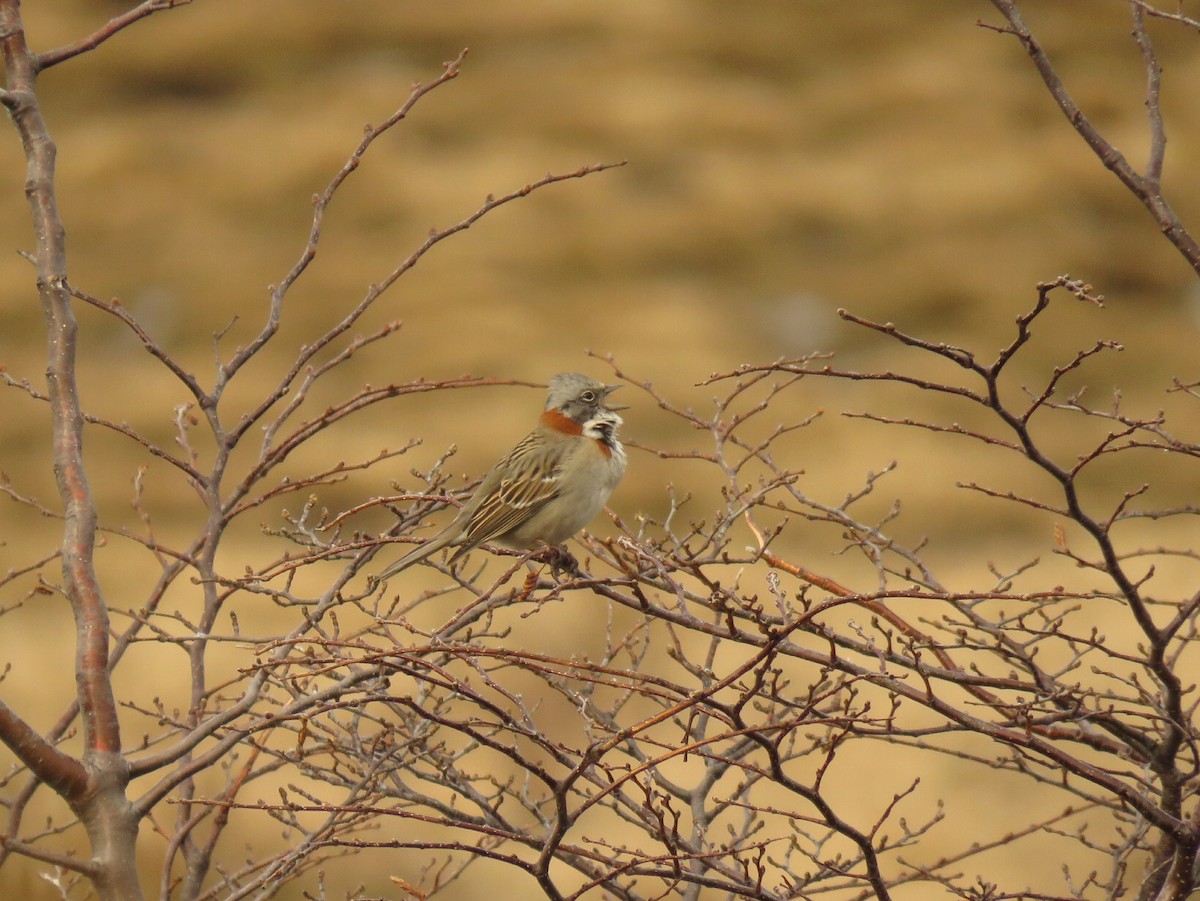 Rufous-collared Sparrow (Patagonian) - ML259532061