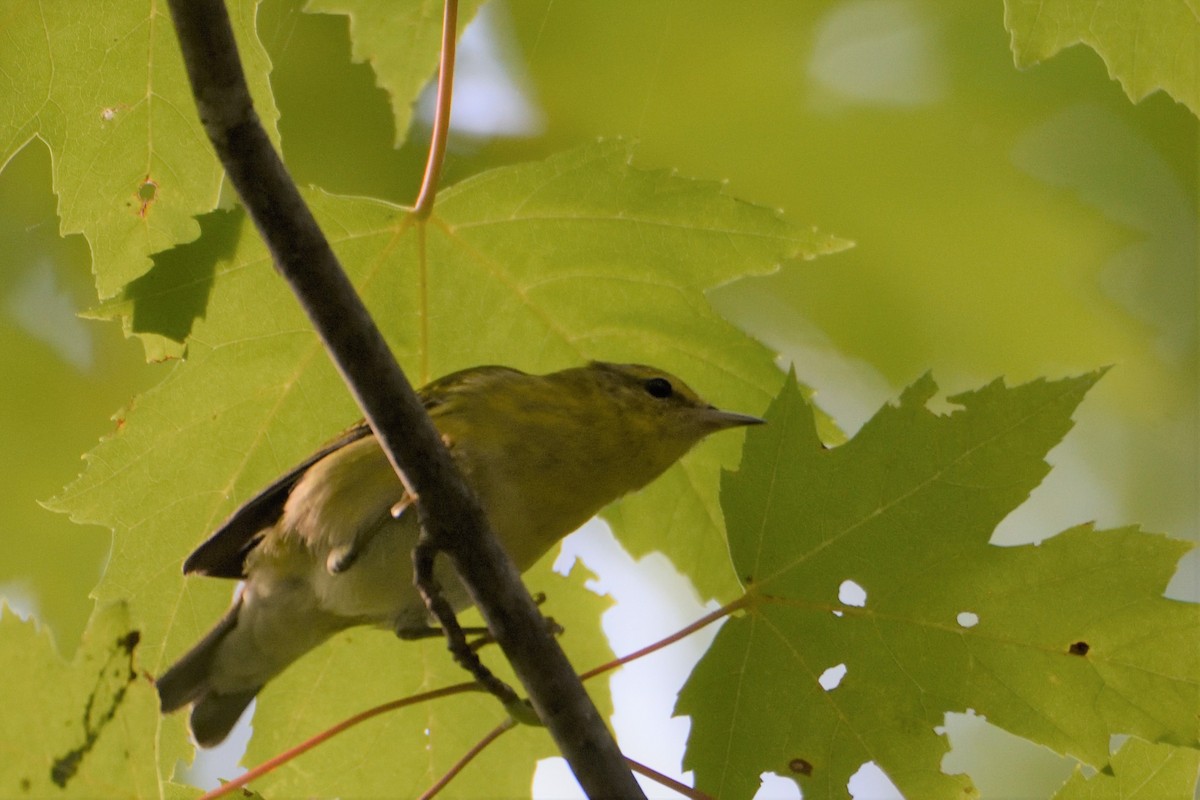 Tennessee Warbler - ML259532241