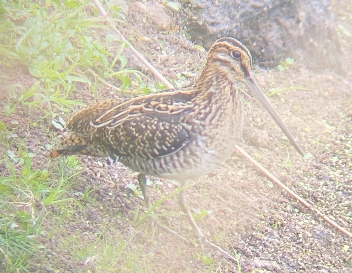 Wilson's Snipe - Andrew S. Aldrich