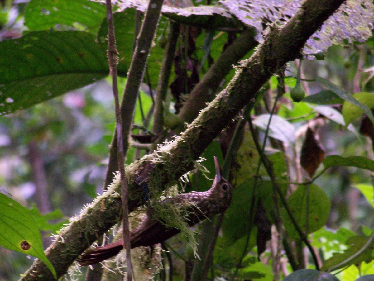 Spotted Woodcreeper - ML259532381
