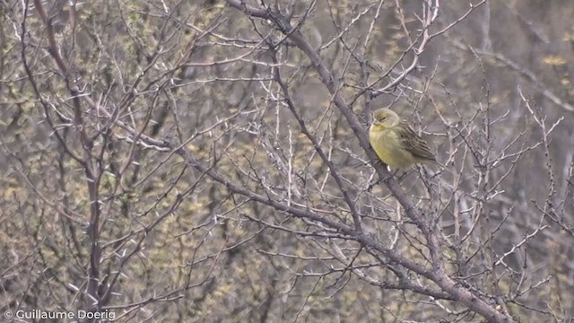 Grassland Yellow-Finch - ML259532491