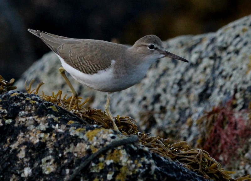 Spotted Sandpiper - Kris Webb