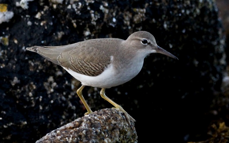 Spotted Sandpiper - Kris Webb