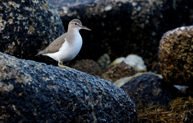 Spotted Sandpiper - Kris Webb