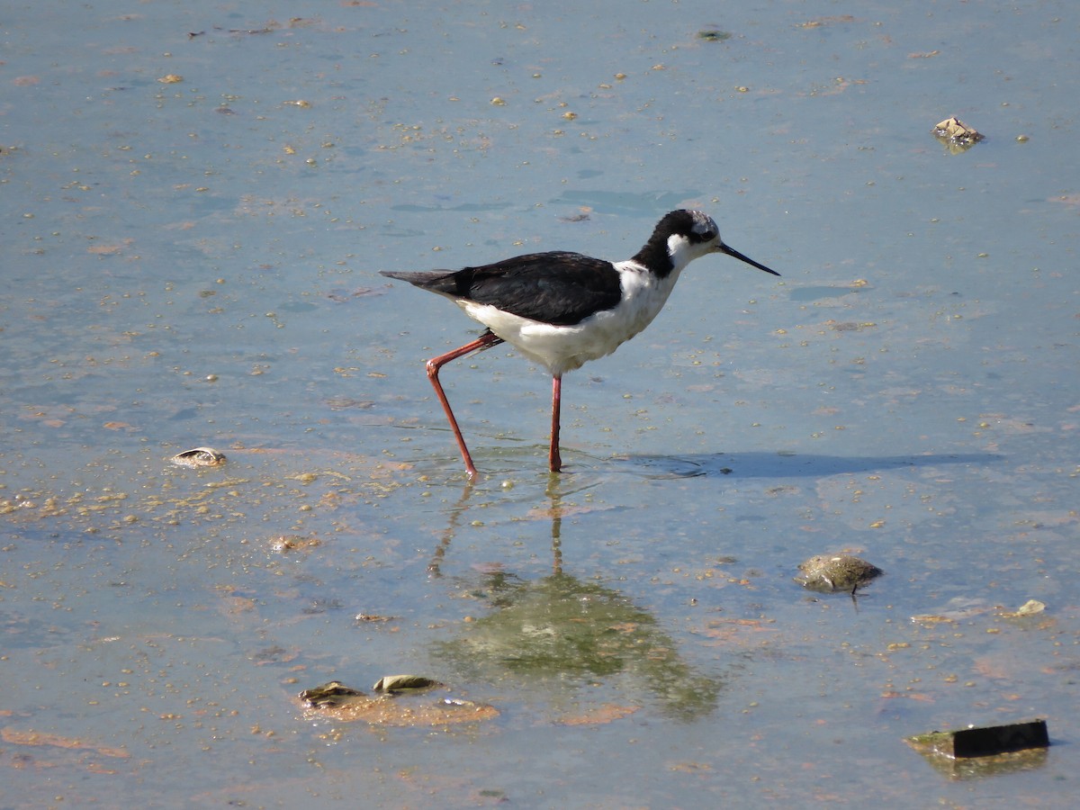 Black-necked Stilt (White-backed) - ML259534651