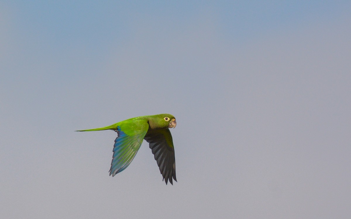 ML259535171 - Olive-throated Parakeet (Aztec) - Macaulay Library