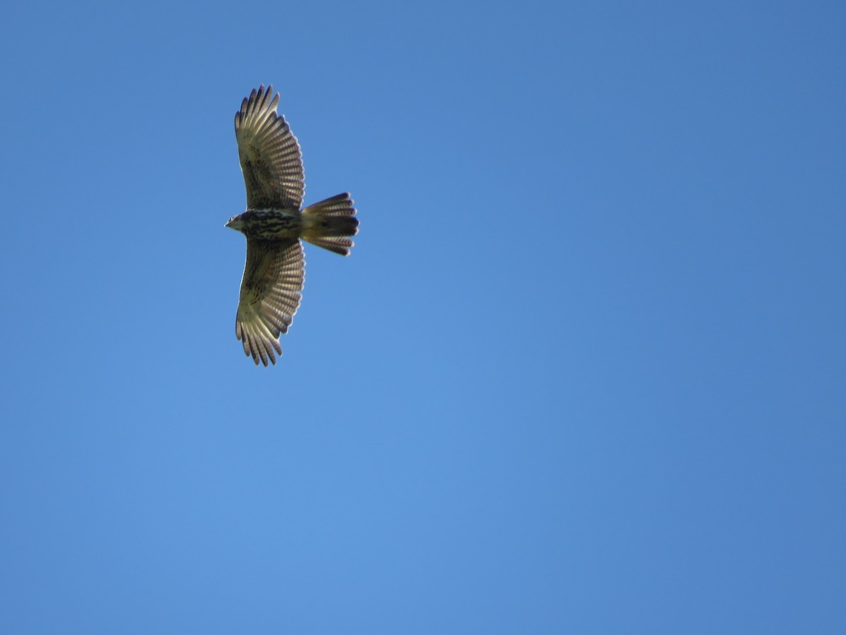 Harris's Hawk - ML259535311