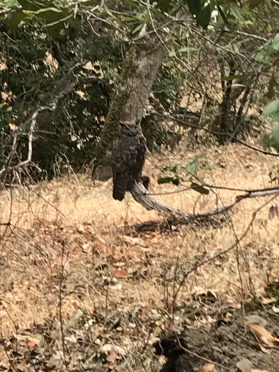 Great Horned Owl - ML259536651