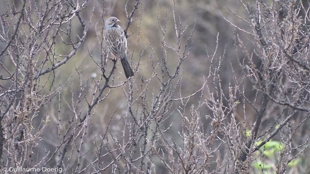 Mourning Sierra Finch - ML259537401