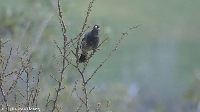 Mourning Sierra Finch - ML259537431