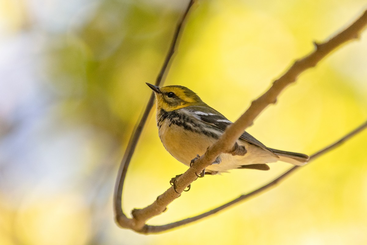 Black-throated Green Warbler - ML259537451