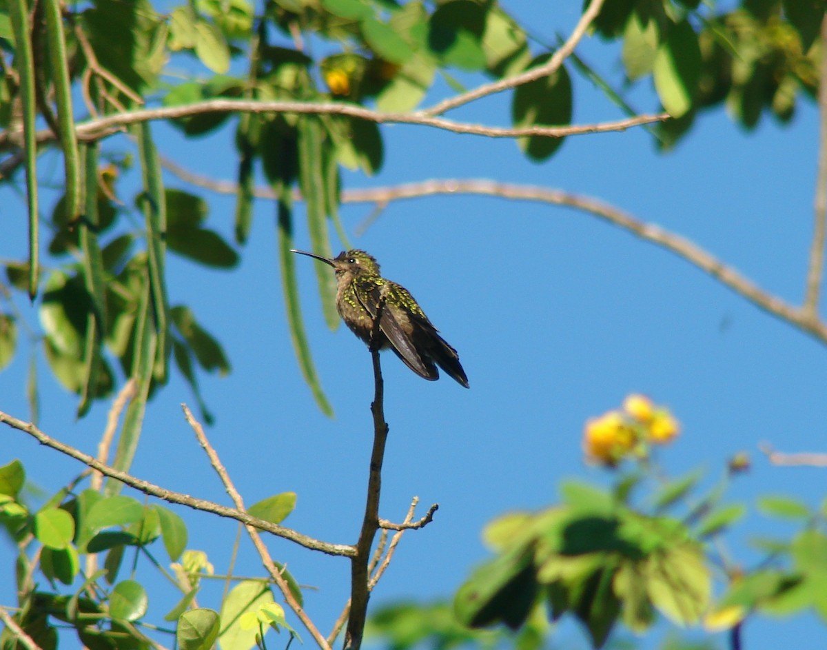 Hispaniolasmaragdkolibri - ML259537631